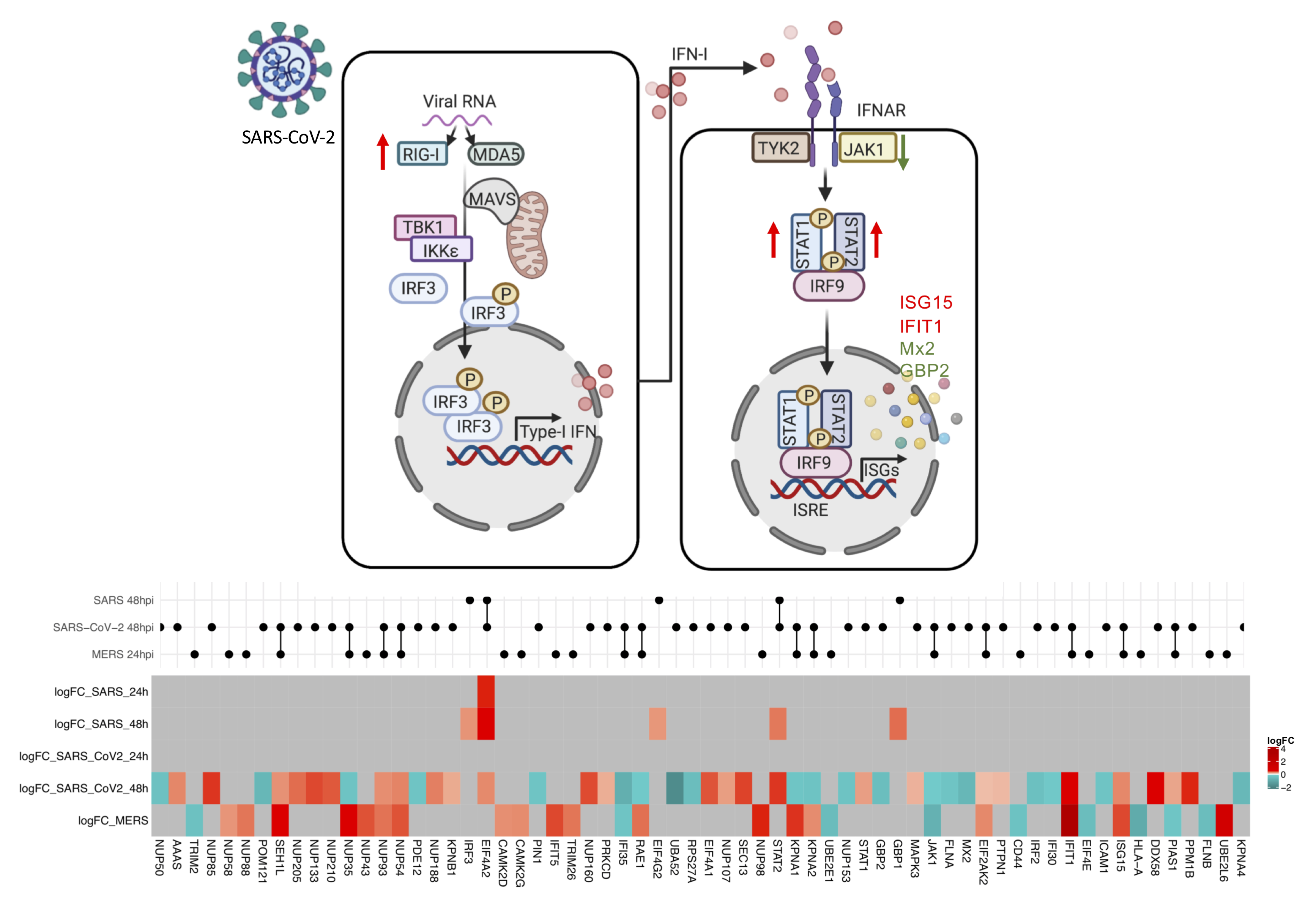 Interferon signatures in SARS-CoV-2 infected liver cells could provide knowledge for new antiviral therapies