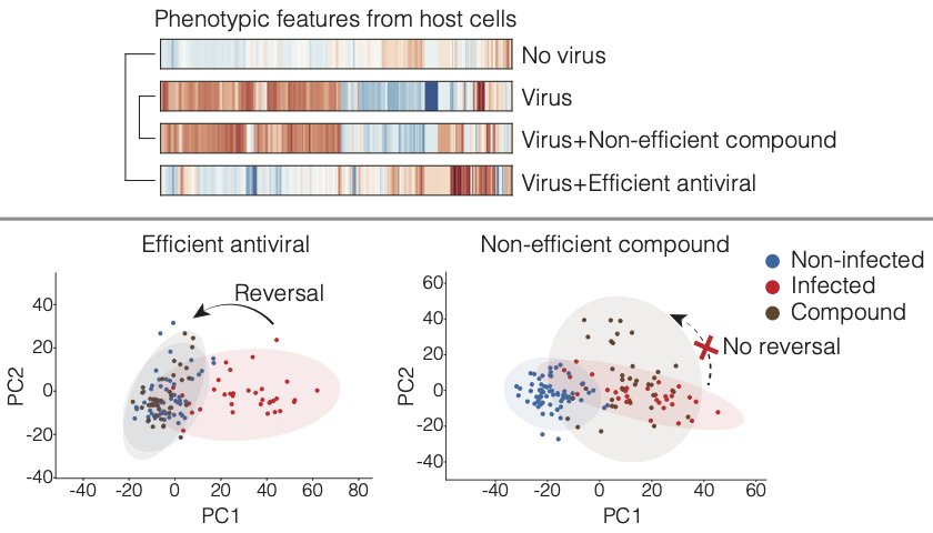 New phenomics method for antiviral drug discovery may help to fight COVID-19