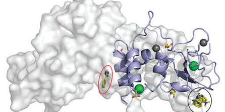 Interactions between fragments and SARS-CoV-2 nsp10 provide insight into the viral replications