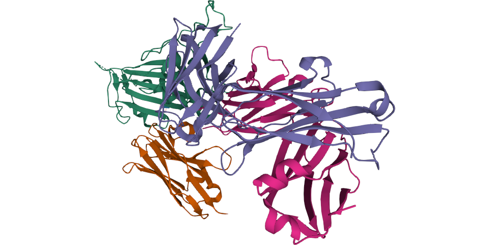 Nanobodies promising new therapeutics for treatment of SARS CoV-2
